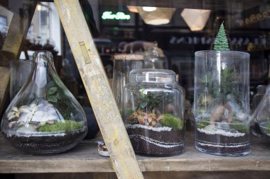 İç dekorasyon için vitrindeki cam kavanozda çiçek aranjmanları