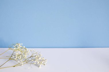 Beyaz ve mavi arka planda kurutulmuş çigila..