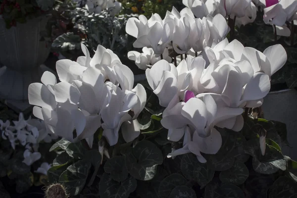 The white cyclamens in plastic pots on a market for sale. — Stock Photo, Image