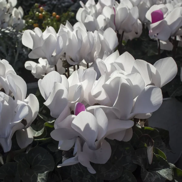 The white cyclamens in plastic pots on a market for sale. — Stock Photo, Image