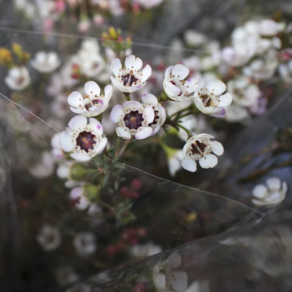 Bílé a růžové květy australského domorodého Geraldton Wax kultivaru, Chamelaucium uncinatum, čeledi Myrtaceae, endemické pro západní Austrálii. Zimní a jarní květ. — Stock fotografie