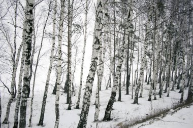 İlkbaharda huş ağacı, kar neredeyse erimiş..