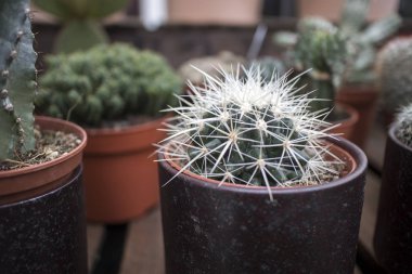 Sokak pazarındaki bir masada satılacak farklı kaktüsler.