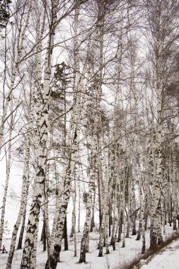 İlkbaharda huş ağacı, kar neredeyse erimiş..