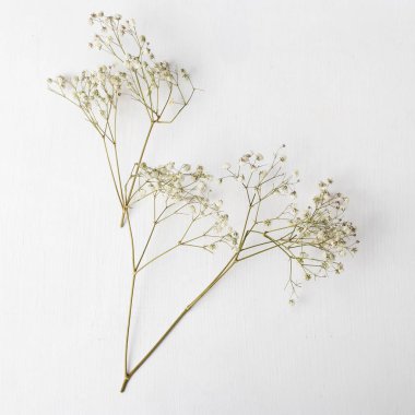 Kurumuş çingene dalı beyaz tahta sandalyede.