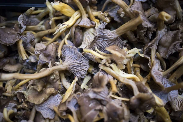 Verschiedene Arten von Pilzen zum Verkauf auf dem Markt der Stadt — Stockfoto