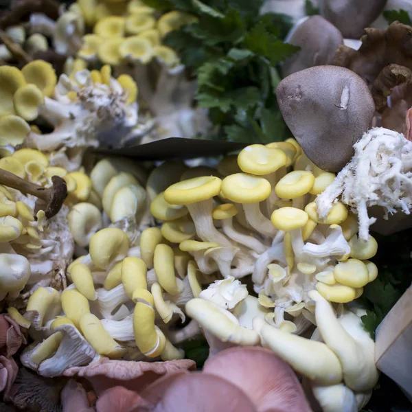 Different types of mushrooms for sale on counter at Borough Market — Stock Photo, Image