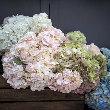 Multi-colored hydrangea in wooden square boxes on black wall background, as a decoration of the garden