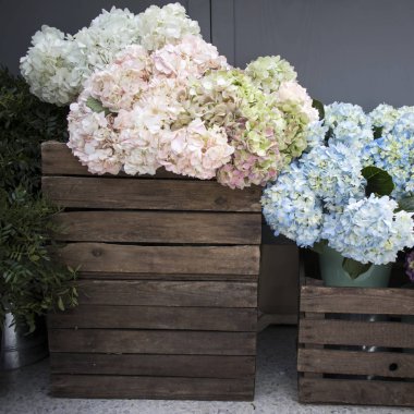 Multi-colored hydrangea in wooden square boxes on black wall background, as a decoration of the garden