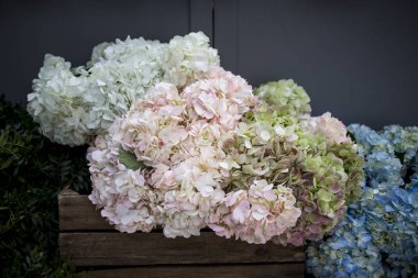 Multi-colored hydrangea in wooden square boxes on black wall background, as a decoration of the garden