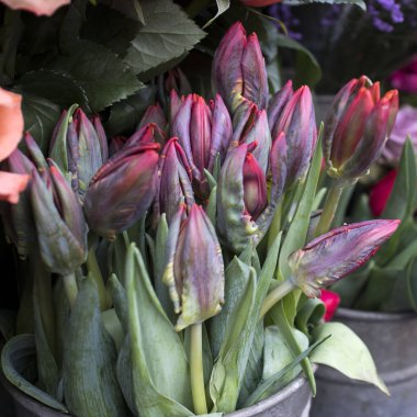 Bouquets of pink roses and red tulips in large zinc buckets for sale in store.