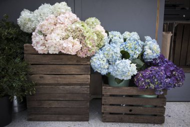Multi-colored hydrangea in wooden square boxes on black wall background, as a decoration of the garden
