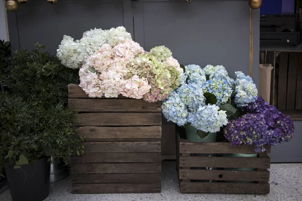 Multi-colored hydrangea in wooden square boxes on black wall background, as a decoration of the garden — Stock Photo, Image