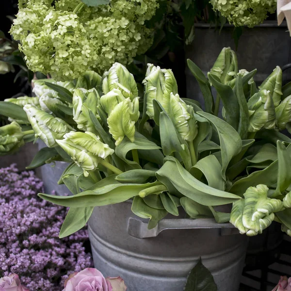 Boeketten van groene tulpen en hortensia 's in zinkemmers, perfecte achtergrond voor een wenskaart. — Stockfoto