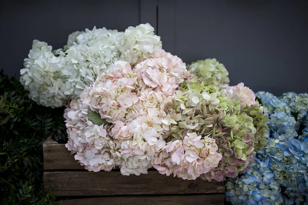 Multi-colored hydrangea in wooden square boxes on black wall background, as a decoration of the garden