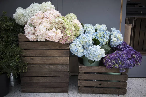 Multi-colored hydrangea in wooden square boxes on black wall background, as a decoration of the garden — Stockfoto