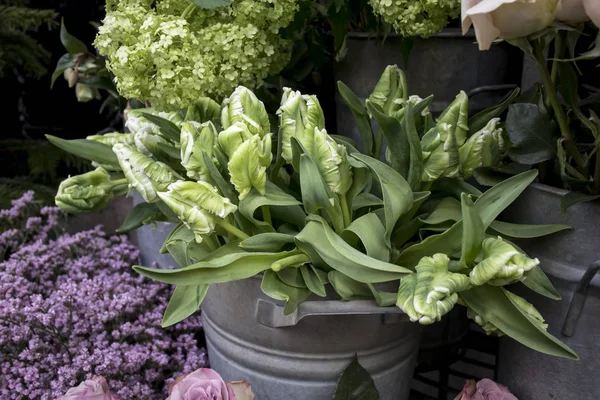 Bouquets of green tulips and hydrangeas in zinc buckets, perfect backdrop for a greeting card. — Stok fotoğraf