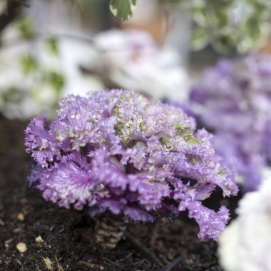 Ahşap sandıkların içinde dekoratif mor ve beyaz lahanalar şehrin sokaklarını süslemek için.