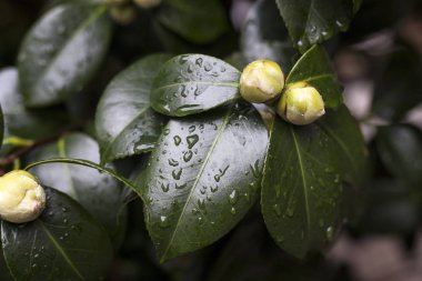 Yeşil yapraklı beyaz bir Kamelya Angela Cocchi 'nin (Camellia japonica) yakın çekimi. Güzel beyaz kamelya çiçeği manzarası