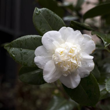 Yeşil yapraklı beyaz bir Kamelya Angela Cocchi 'nin (Camellia japonica) yakın çekimi. Güzel beyaz kamelya çiçeği manzarası