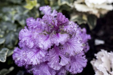 Ahşap sandıkların içinde dekoratif mor ve beyaz lahanalar şehrin sokaklarını süslemek için.