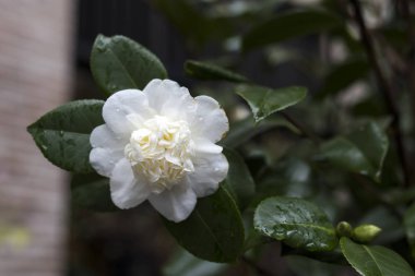 Yeşil yapraklı beyaz bir Kamelya Angela Cocchi 'nin (Camellia japonica) yakın çekimi. Güzel beyaz kamelya çiçeği manzarası