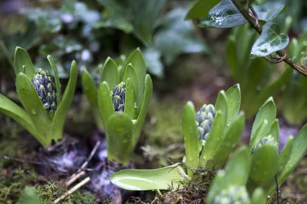 Ongeblazen Hyacint Knoppen Regendruppels Als Decoratie Van Tuin — Stockfoto