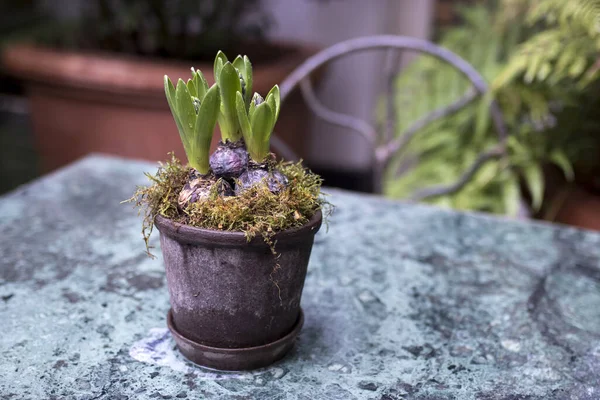 Botões Jacinto Não Soprados Gotas Chuva Como Uma Decoração Jardim — Fotografia de Stock