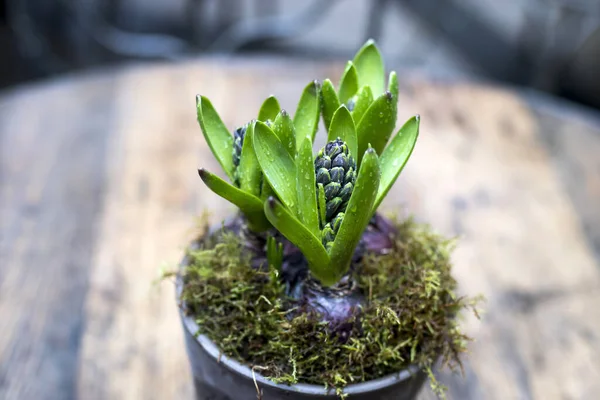 Unblown Hyacinth Buds Raindrops Decoration Garden — Stock Photo, Image