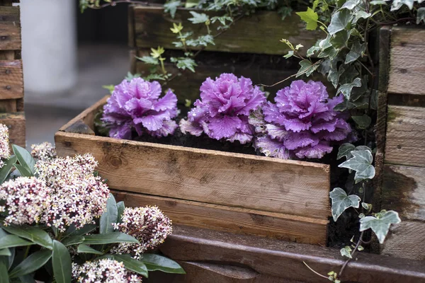 Cavolo Decorativo Viola Bianco Casse Legno Come Decorazione Strade Della — Foto Stock