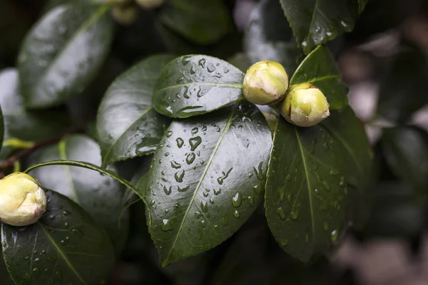 Close-up of a white Camellia Angela Cocchi (Camellia japonica) with green Leaves. View of a beautiful white Camellia Flower