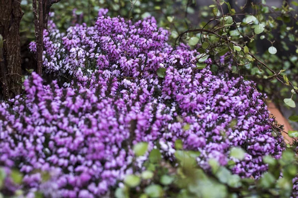 Beautiful Card Lilac Heather Ivy Hyacinths — Stock Photo, Image