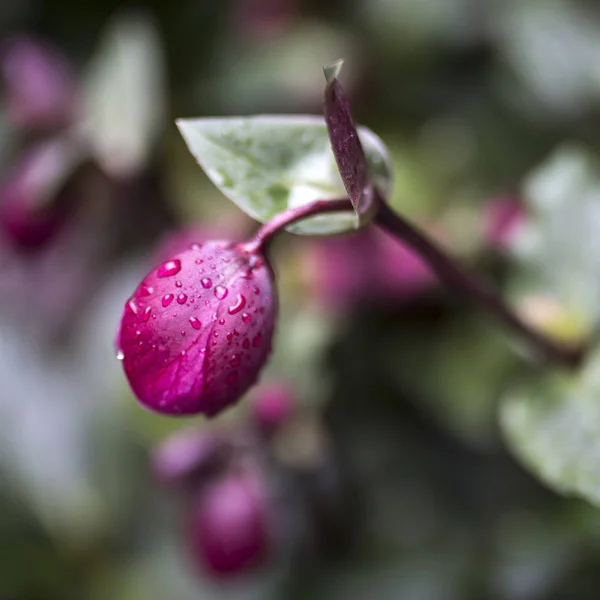 Вонючая Капуста Helleborus Foetidus Дождем Каплями Дождя — стоковое фото