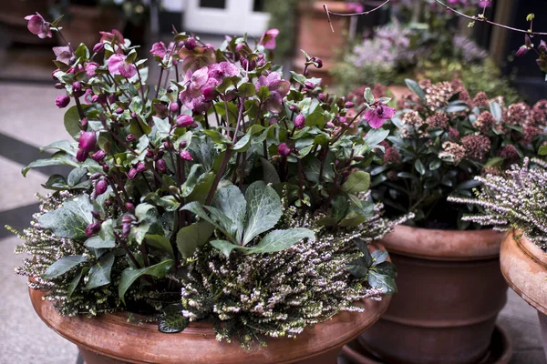 雨の中で雨の中でHellebore Helleborus Fetidus を悪臭 — ストック写真