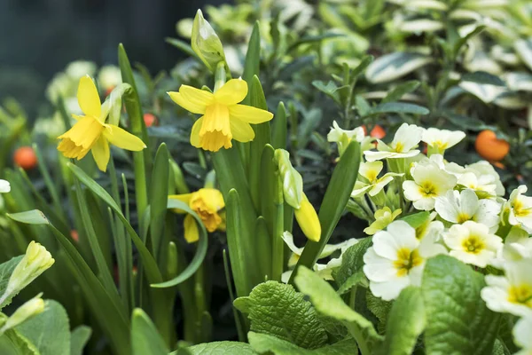 Paisajismo Urbano Narcisos Onagra Contra Telón Fondo Una Planta Siempreverde —  Fotos de Stock