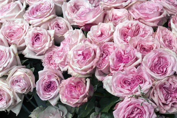伦敦自由商店附近的各种颜色 锡瓶中的大花束 粉红玫瑰 — 图库照片