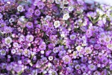 A variety of colors near the Liberty store in London. Large bouquets in tin vases. waxflower clipart