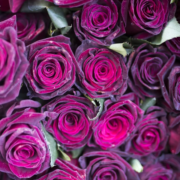 伦敦自由商店附近的各种颜色 锡瓶中的大花束 粉红玫瑰 — 图库照片