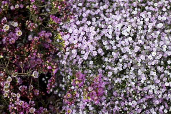 Carte Florale Gypsophila Aux Couleurs Lilas Conception Carte — Photo