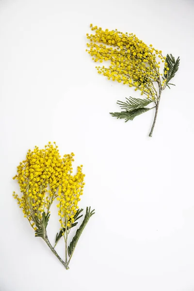 Větve Žluté Mimózy Bílém Pozadí Jako Vánoční Přání Den Žen — Stock fotografie