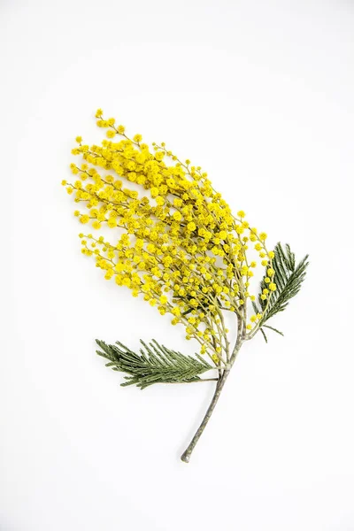 Větve Žluté Mimózy Bílém Pozadí Jako Vánoční Přání Den Žen — Stock fotografie