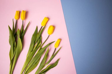 Mavi ve pembe arka planda sarı lale buketi. Uzayı kopyala Tasarımcı kartı.