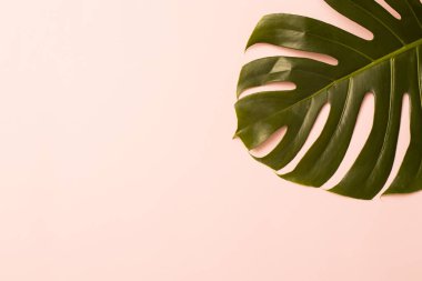 Pembe arka planda yaprak canavarı var. Boşluğu kopyala