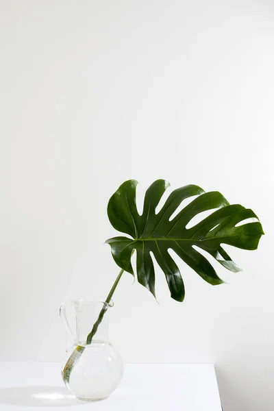 Feuille Monstera Dans Cruche Est Sur Table Face Mur Blanc — Photo