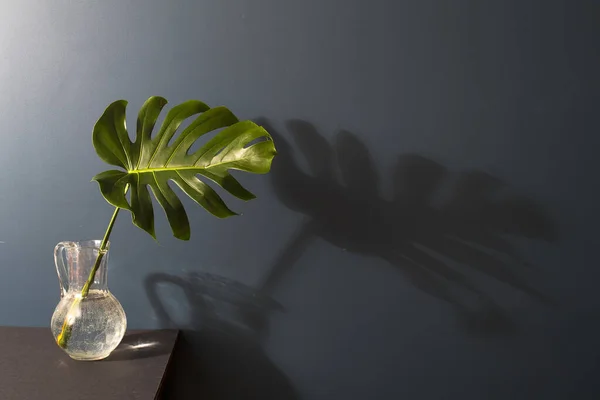 Feuille Monstera Dans Cruche Est Sur Fond Bleu Foncé Espace — Photo