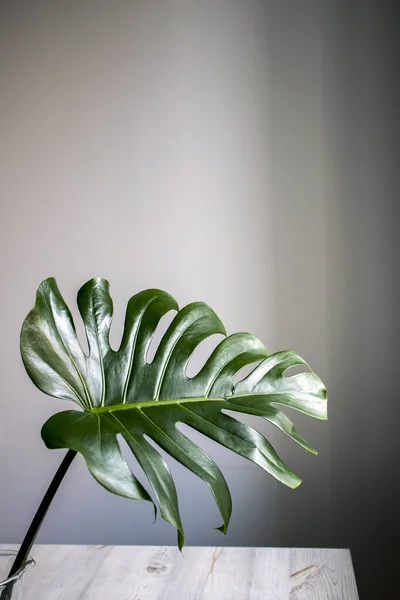 Feuille Monstera Dans Cruche Est Sur Table Face Mur Blanc — Photo