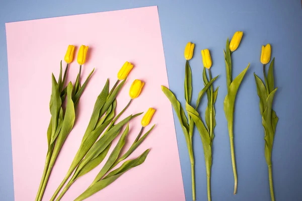 Bouquet Der Gelben Tulpe Auf Blauem Und Rosa Hintergrund Kopierraum — Stockfoto