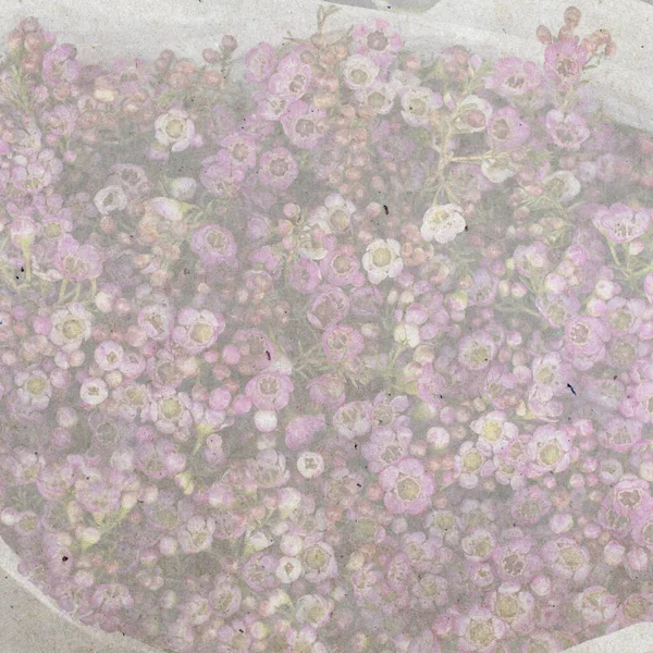 正方形のフォーマット ロンドンの自由の店の近くの色の様々な 錫の花瓶に大きな花束 ワックスフラワー スタイリッシュな古い紙の背景 — ストック写真