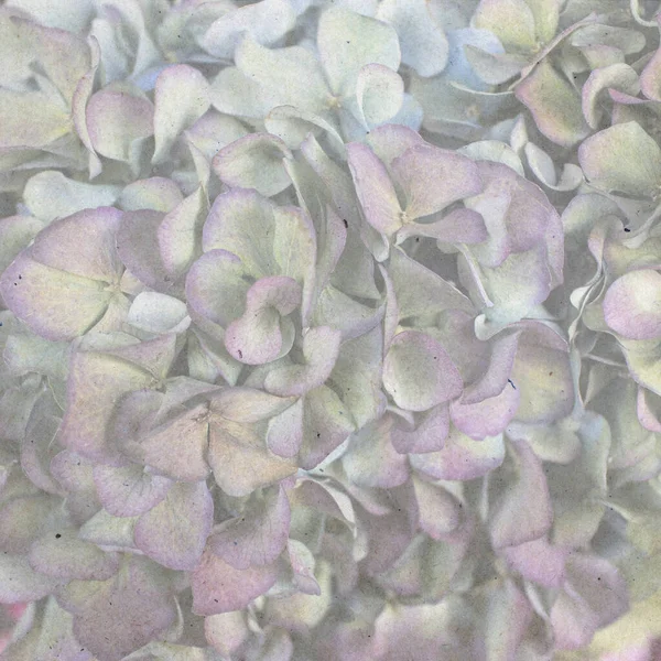Hortensia Multicolor Cajas Cuadradas Madera Sobre Fondo Pared Negro Como —  Fotos de Stock