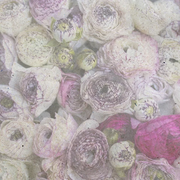 ホワイトピンクパープルのランヌキュラスの花束からデザインカード 正方形のフォーマット スタイリッシュな古い紙の背景を — ストック写真